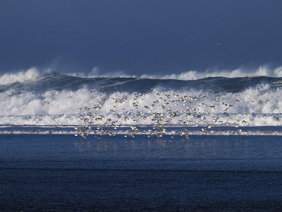 Water,Wind and Wings - Henry