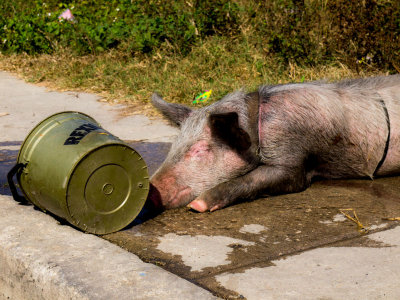 Pig and Cooling Water - Brad