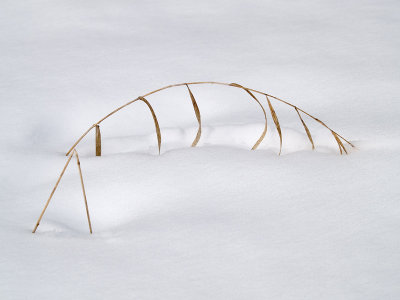 5th (tie) - Grass In Winter - Henry