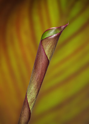1st place, C223, Leaf it be - Yet to unfurl_by Dennis