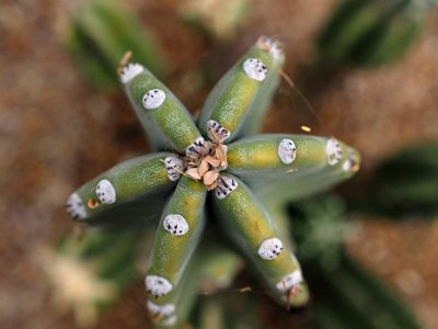 Cactus Star - Kevdog