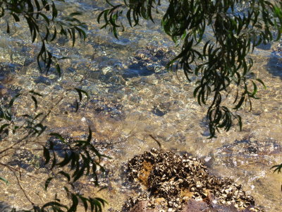 Sydney Rock Oysters - by Rick