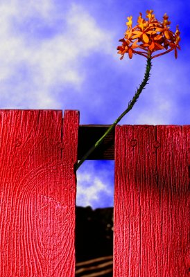 Flora and The Red Fence by Paul Wear