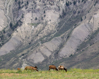 Elk  in Yellowstone-Shirley 