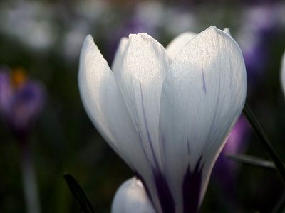 Crocus - Geophoto