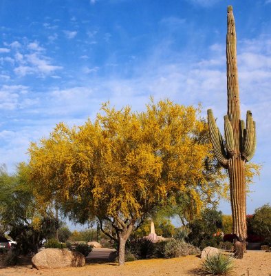 Palo Verde Blooming - Kevdog