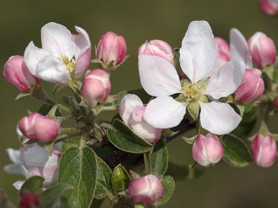 Apple blossom - Geophoto