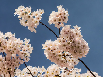 Cherry Blossoms - Stefan