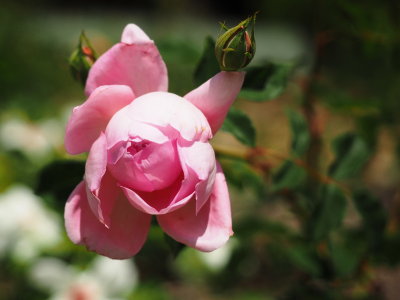 Rose 1 - Bao Ha