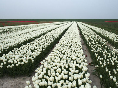 Tulip field 1 - Geophoto