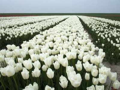 Tulip field 2 - Geophoto - Do not vote