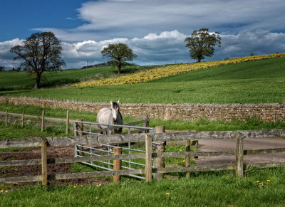 Shergar. (Kidnapping the Wonder Horse) by Cindy Crank - Michael