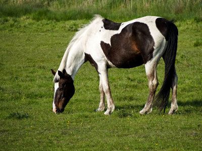 Contrast in a horse - Geophoto