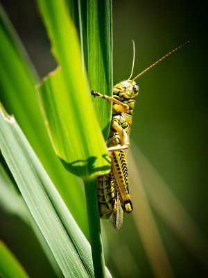 Grasshopper-Shirley 