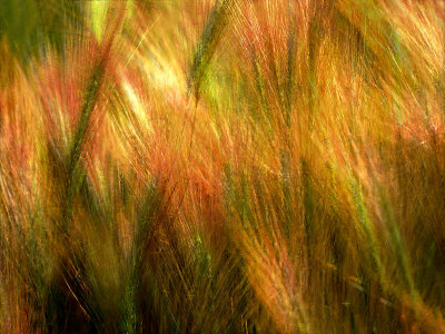 Fourth Place - Cat Tails by Paul Wear