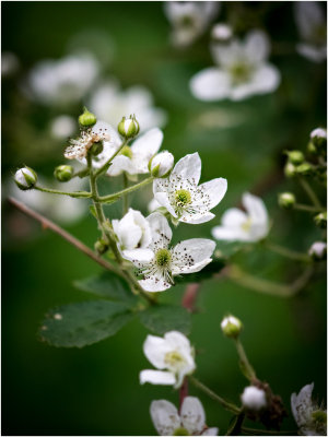 Wild Flowers in the Forest-Shirley 