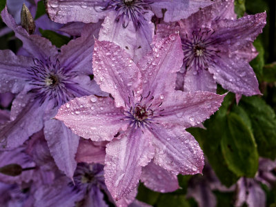 Clematis ,summer must be here  - Michael