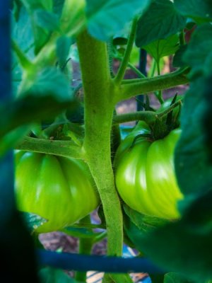 Fried Green Tomatoes by The Jolly Green John