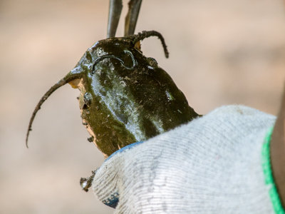 Removing a Hook, Summer Fishing,,the yucky  part,,-Brad