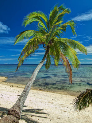 Under a palm tree _ by Dennis