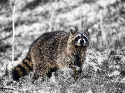 Rocky Raccoon-Shirley