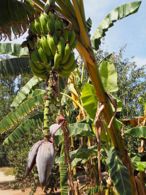 Banana tree - Bao Ha