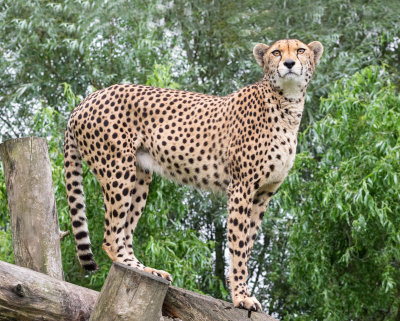 Cheetah - Yaelle