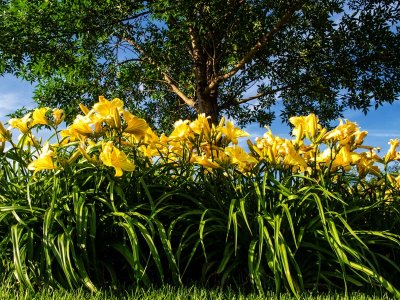 Lilies on My Grounds-Shirley 