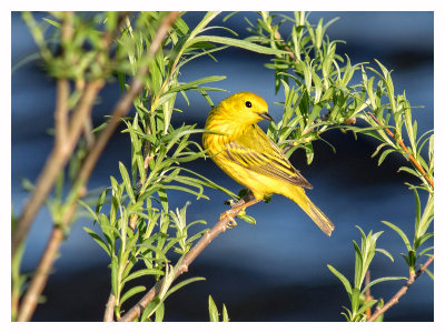 Little Yellow Warbler-Shirley 