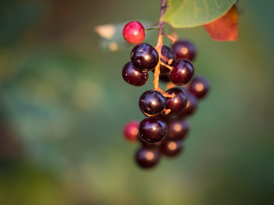 Berries in Summer-Shirley