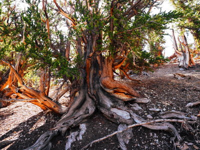 Bristlecone Pine - Bao Ha
