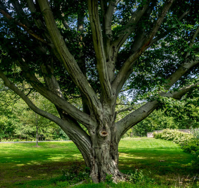 Multibranched Tree - Brad