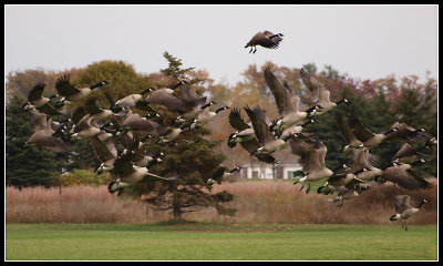 Geese Taking Flight-Shirley