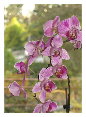 Orchids - Barry