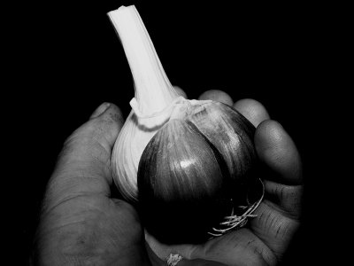 garlic + farmers hand.  by Henry