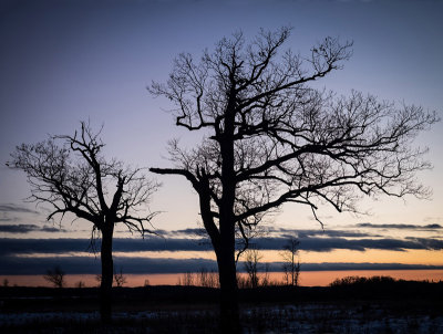 5th Place: Bare Branches-Shirley 
