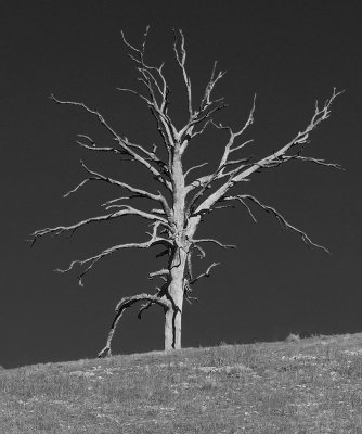 Dead tree _ by Dennis