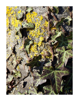 Lichen and vines - Colin