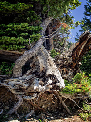 New Growth Through Old-Shirley