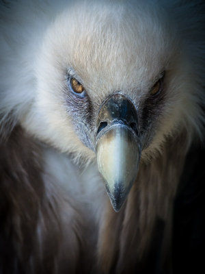 Vulture - by endika