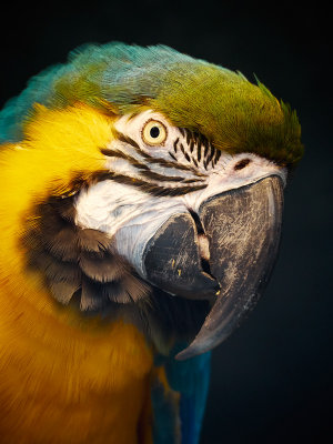 Blue-and-yellow macaw - by endika