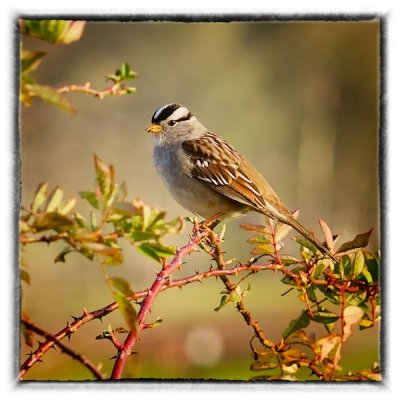 4th place - White Crowned Sparrow ... John