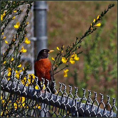 American Robin - Zin