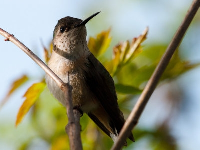 Female Rufous Hummingbird.  by Henry