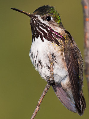 3rd place - Male Calliope Hummingbird.  by Henry