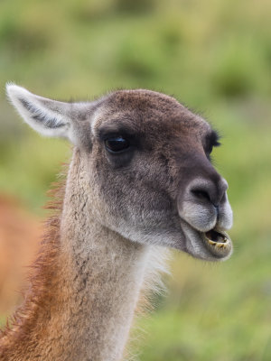 Guanaco - MikePDX