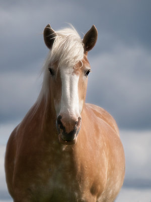 Belgian Work Horse, Glamour Shot-Shirley 