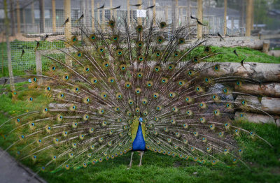 Peacock - Michael