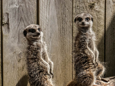 Meerkats on parade - Michael