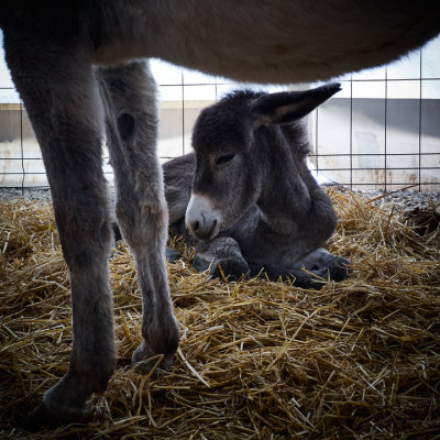 2nd place - Under maternal protection - by endika